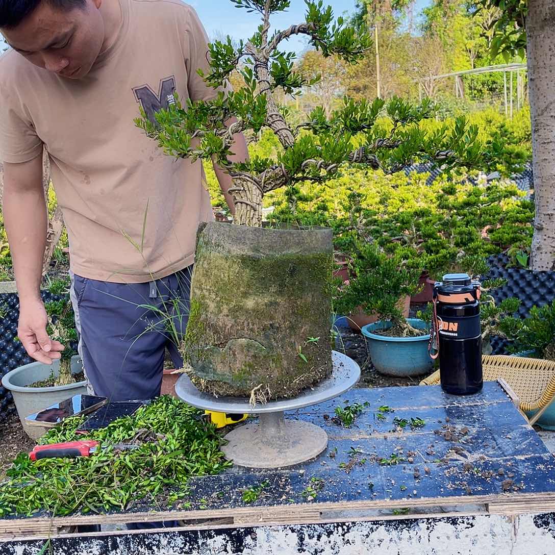 当前无花栽培后可以开花