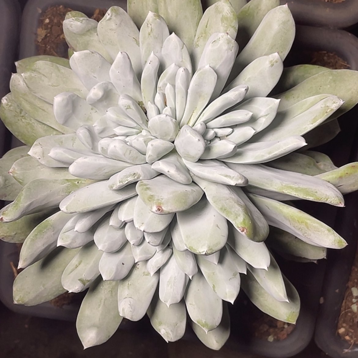 【闪购商品】大花朵拇指