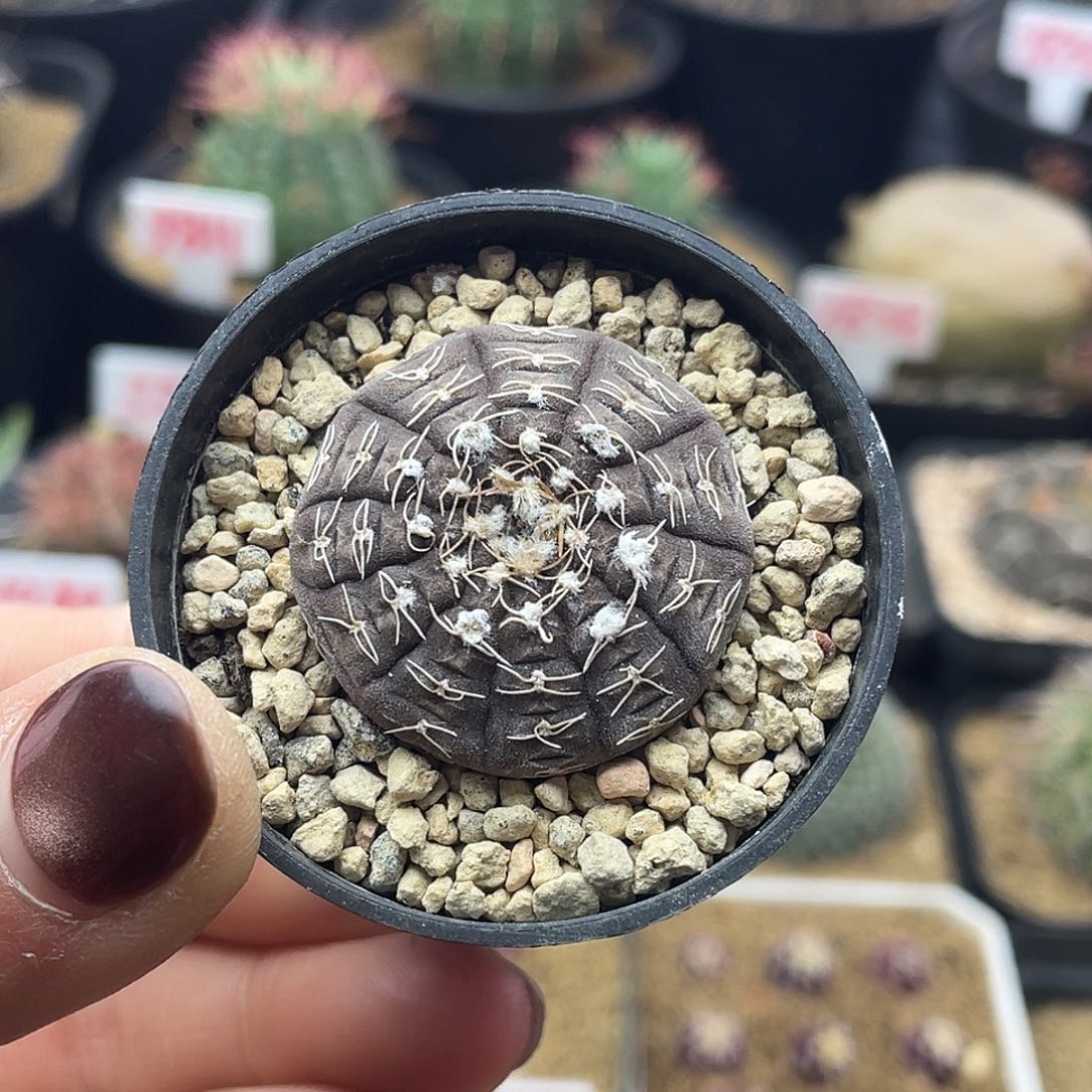 实生点点关注，不迷路了