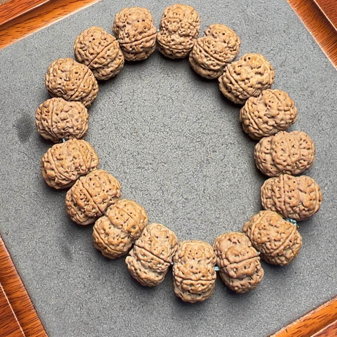 菩提31号尼泊尔大金刚21梅花蜂窝梁