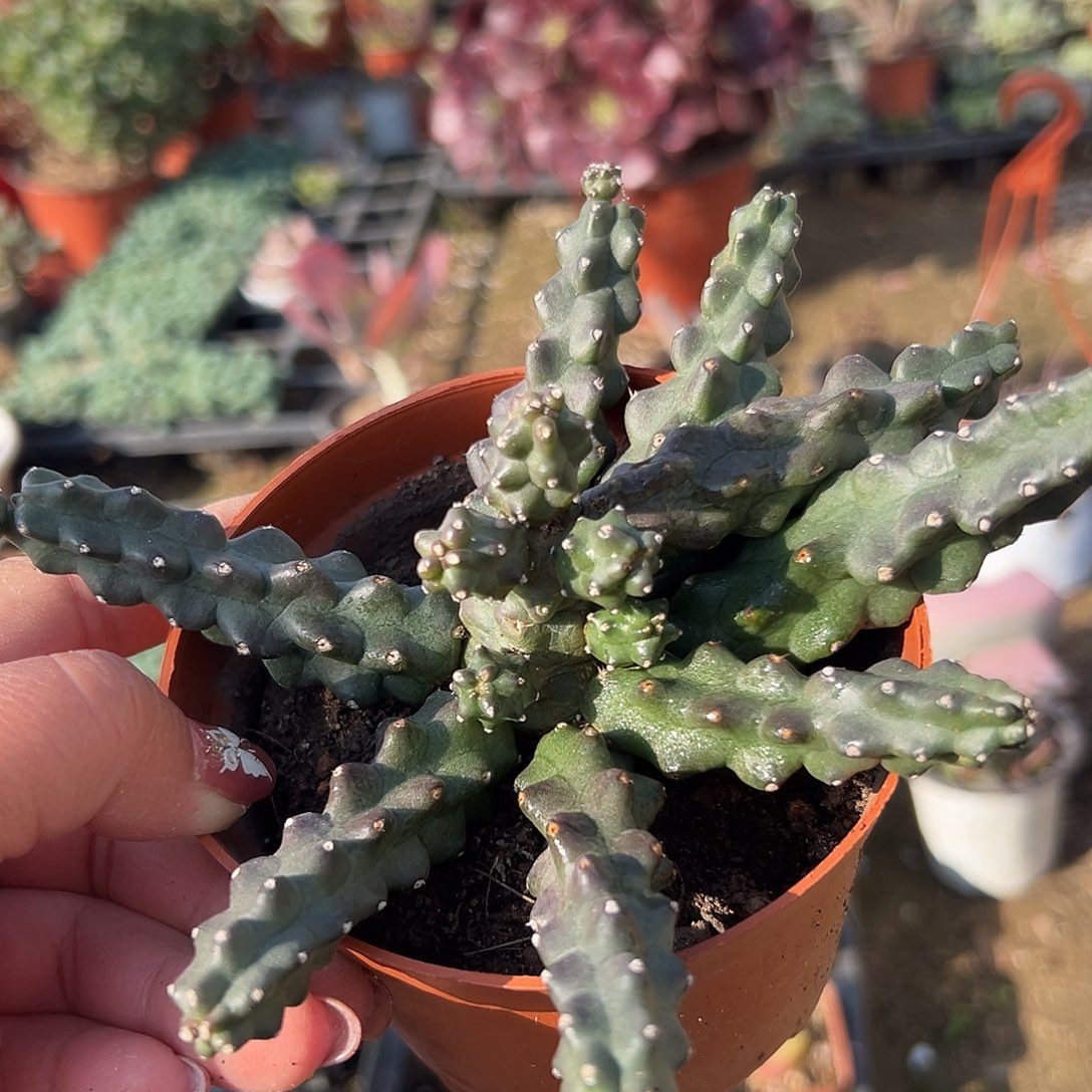 多肉植物水仙晴朗