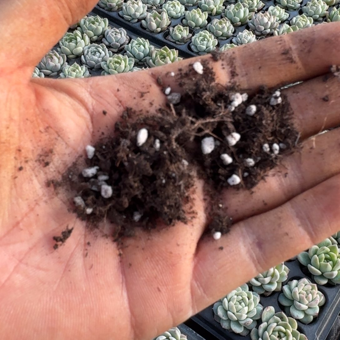 带珍珠盐进口土10l量拍