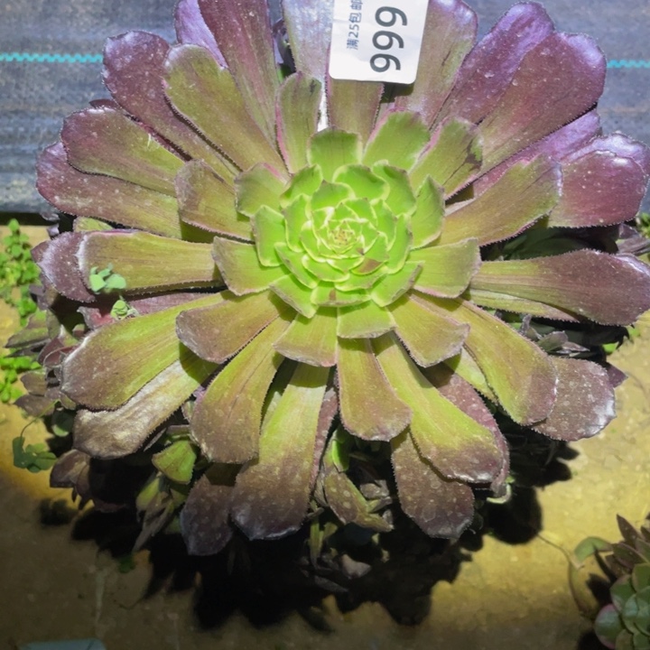 9991紫郎多肉植物