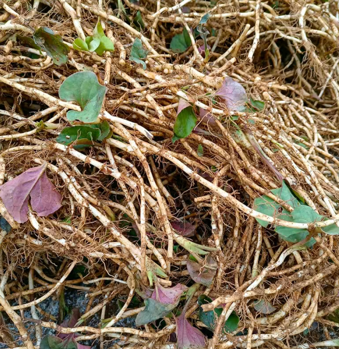 鱼腥草贵州折耳根新鲜嫩根农家自然生长黔地香根现挖现发