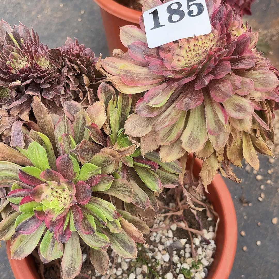 路***粉黛缀化多肉植物185