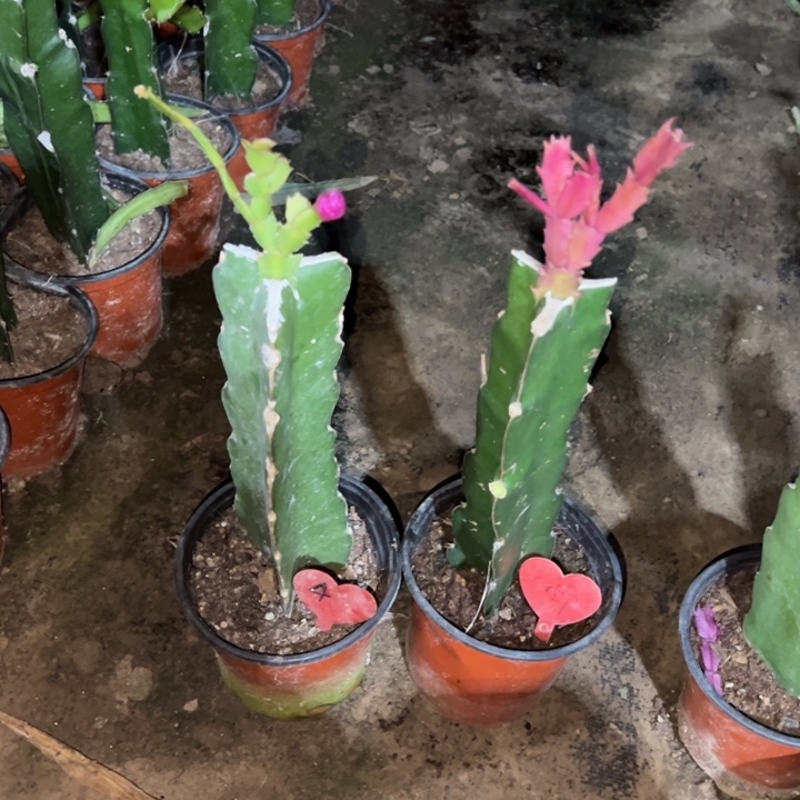 高***亮当前无花栽培后可以开花红羽毛4  桑吉塔159