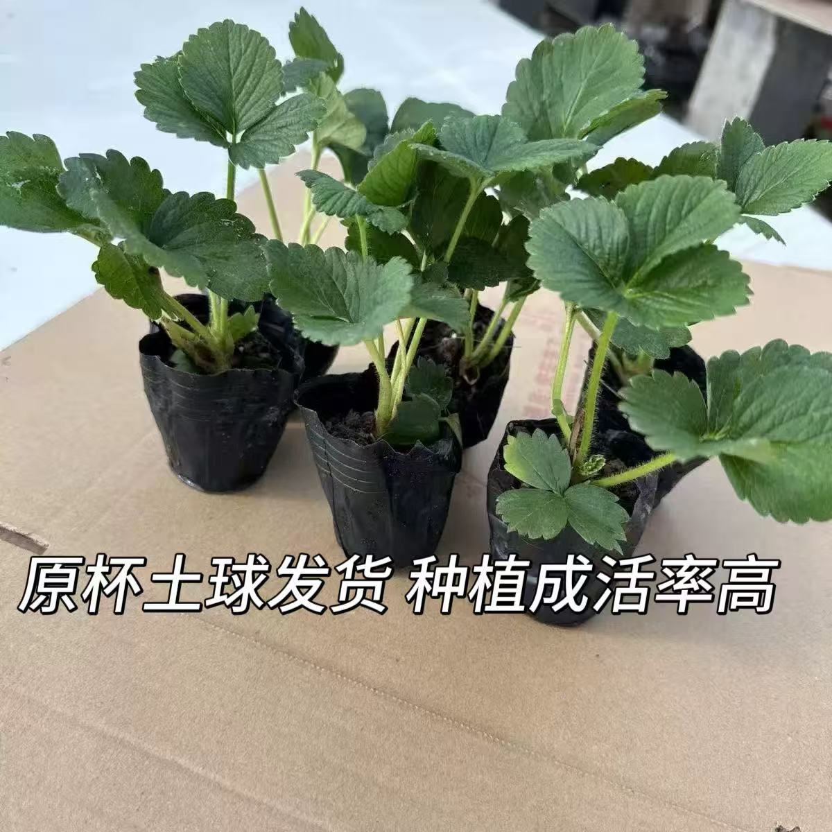 草莓苗盆栽带盆带土四季结果可食用