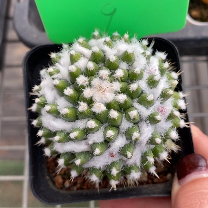 伯克利和格蕾纳等著名音乐家