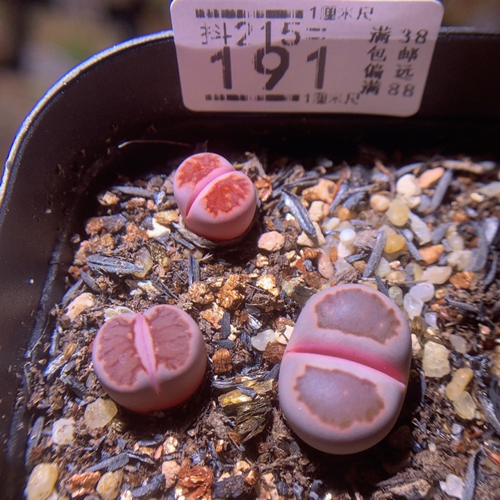 精品生石花215.191