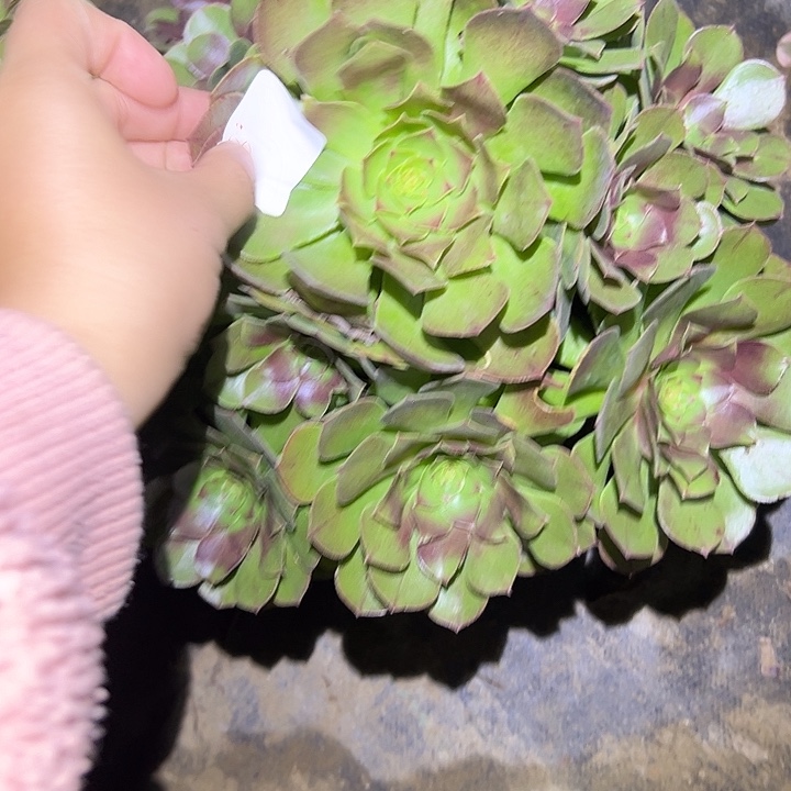 福***场不包侧枝一物一拍39