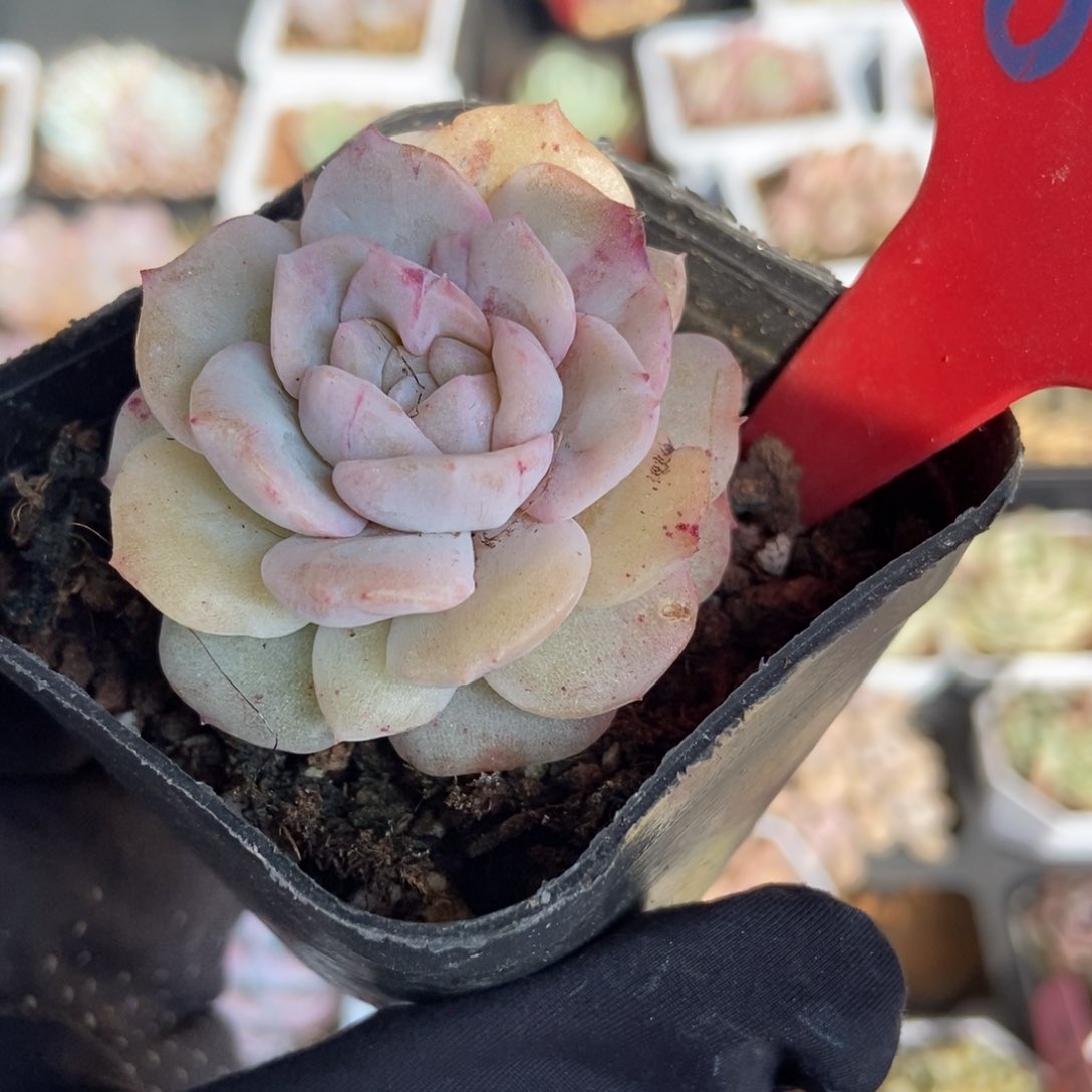 805冰魄石化锦多肉