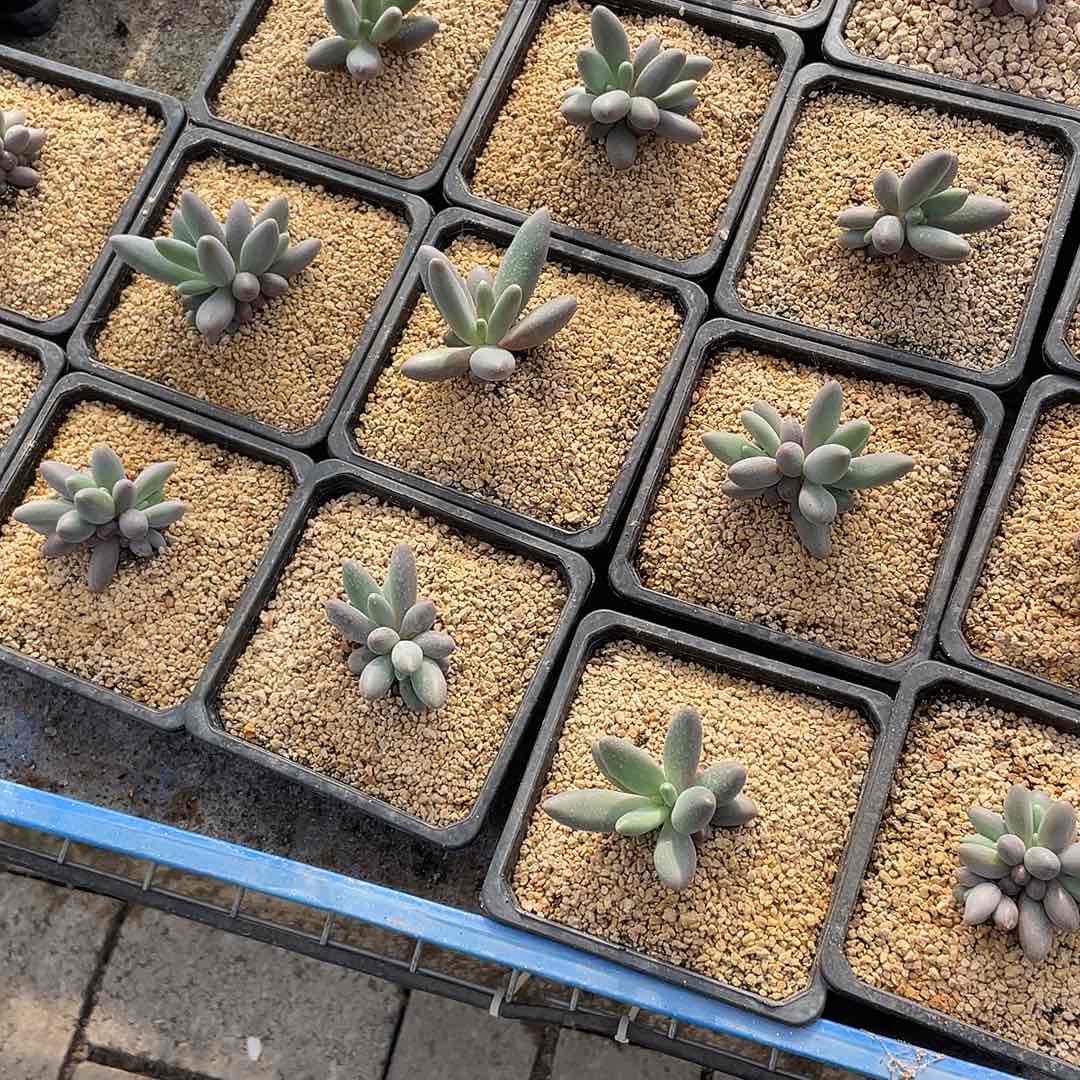 会***猪这么样我不去想那些事情