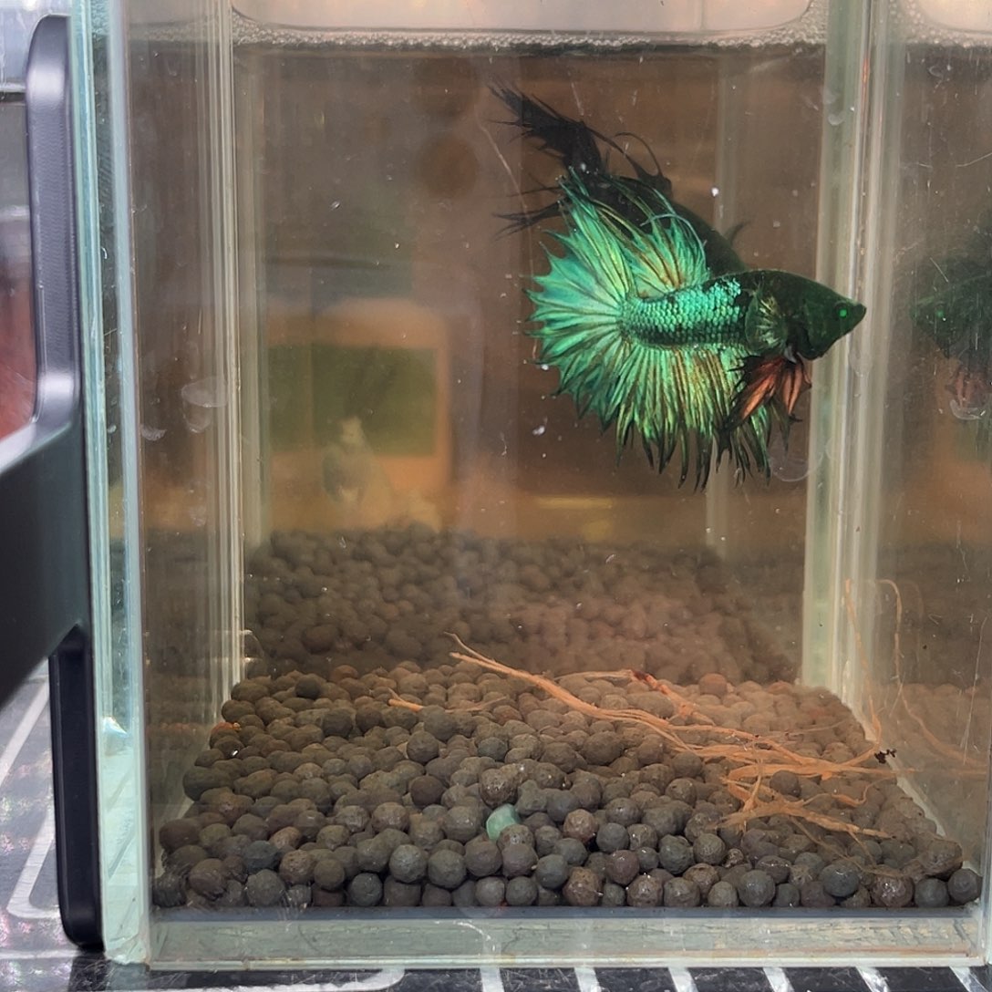 斗鱼绿气泡金属毒液19