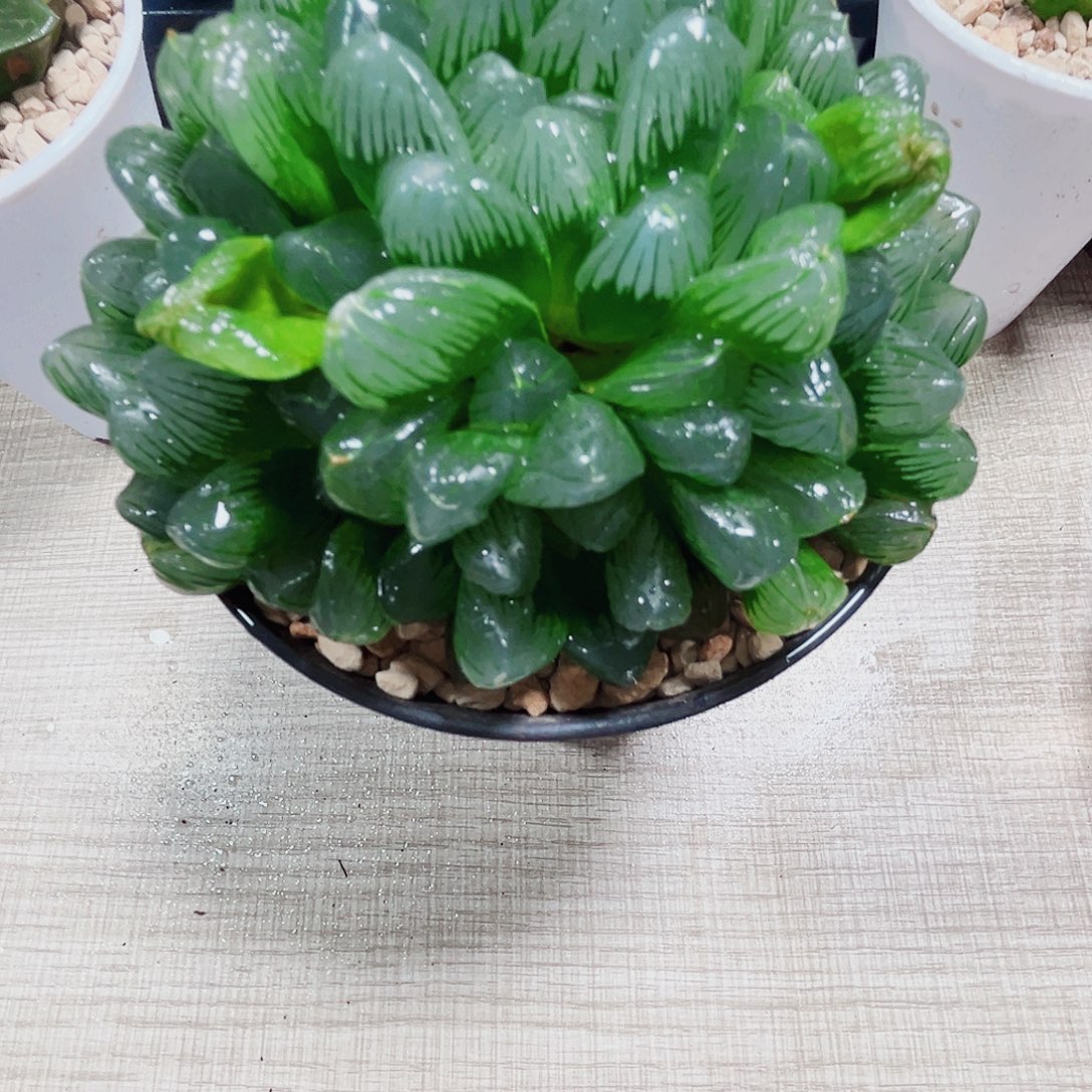 翡翠大冰灯多肉植物6666