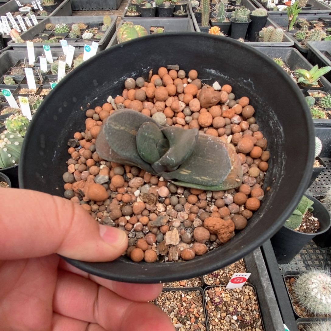 拉丝卧牛锦一颗仙人球