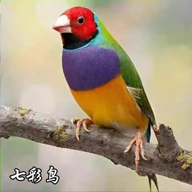 七彩文鸟鲜艳亮丽性格温顺亲人叫声动听宠物鸟