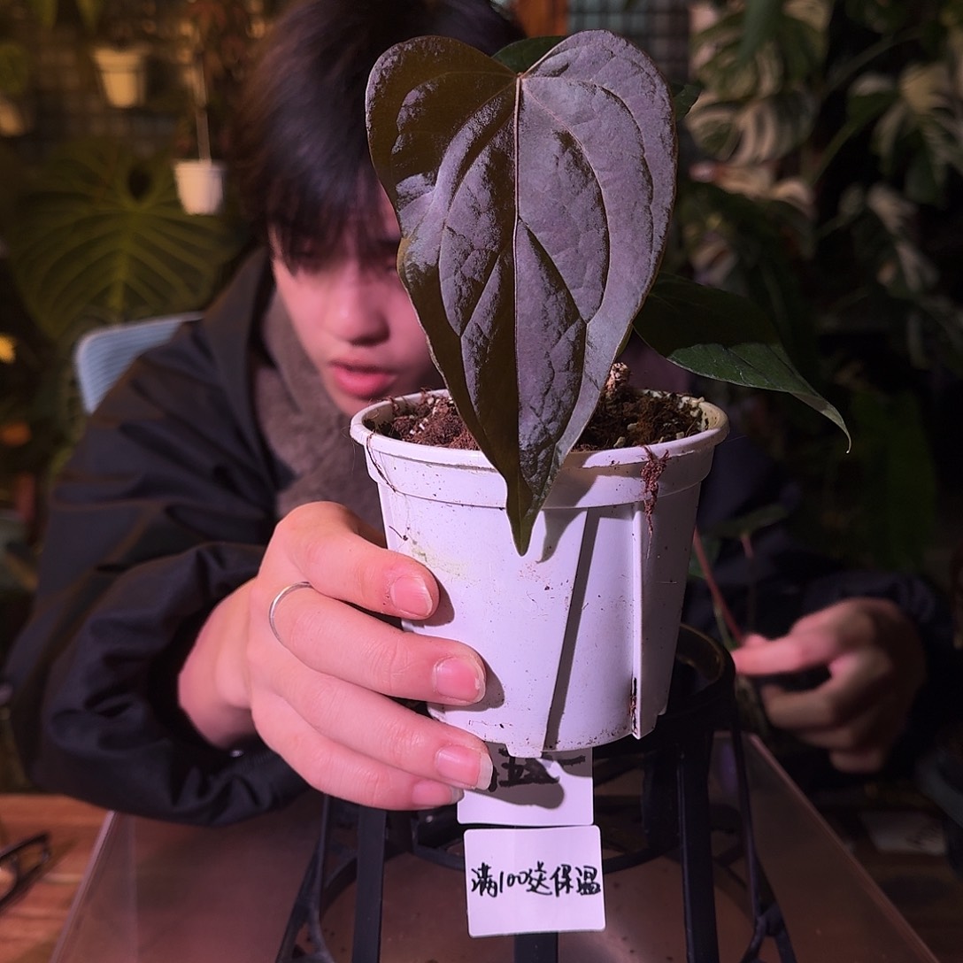 不开花植物G310女王之心