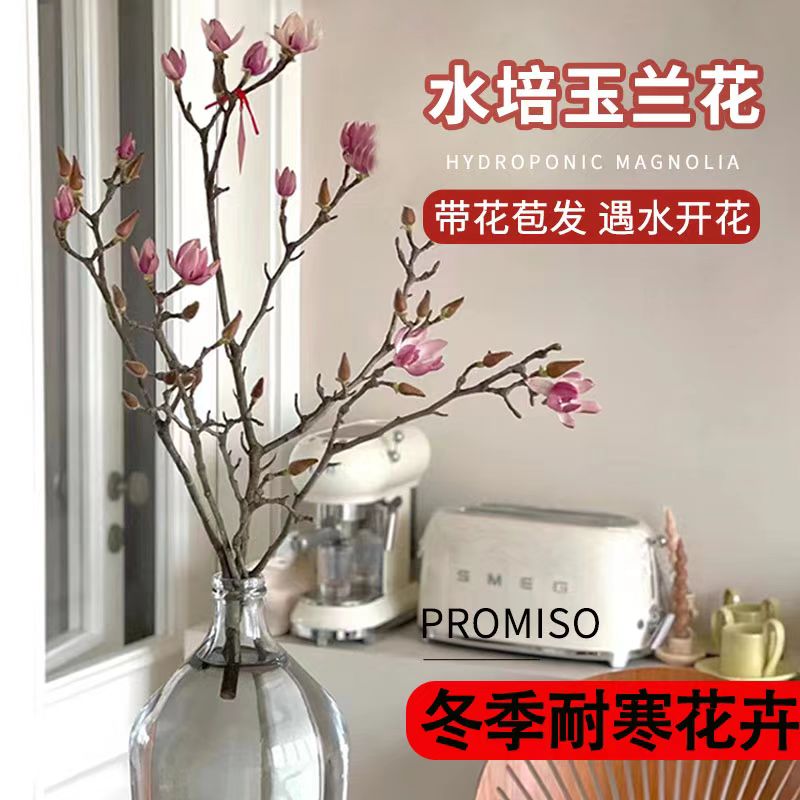 玉兰花鲜切枝带花苞水培植物室内好养耐寒鲜花卉