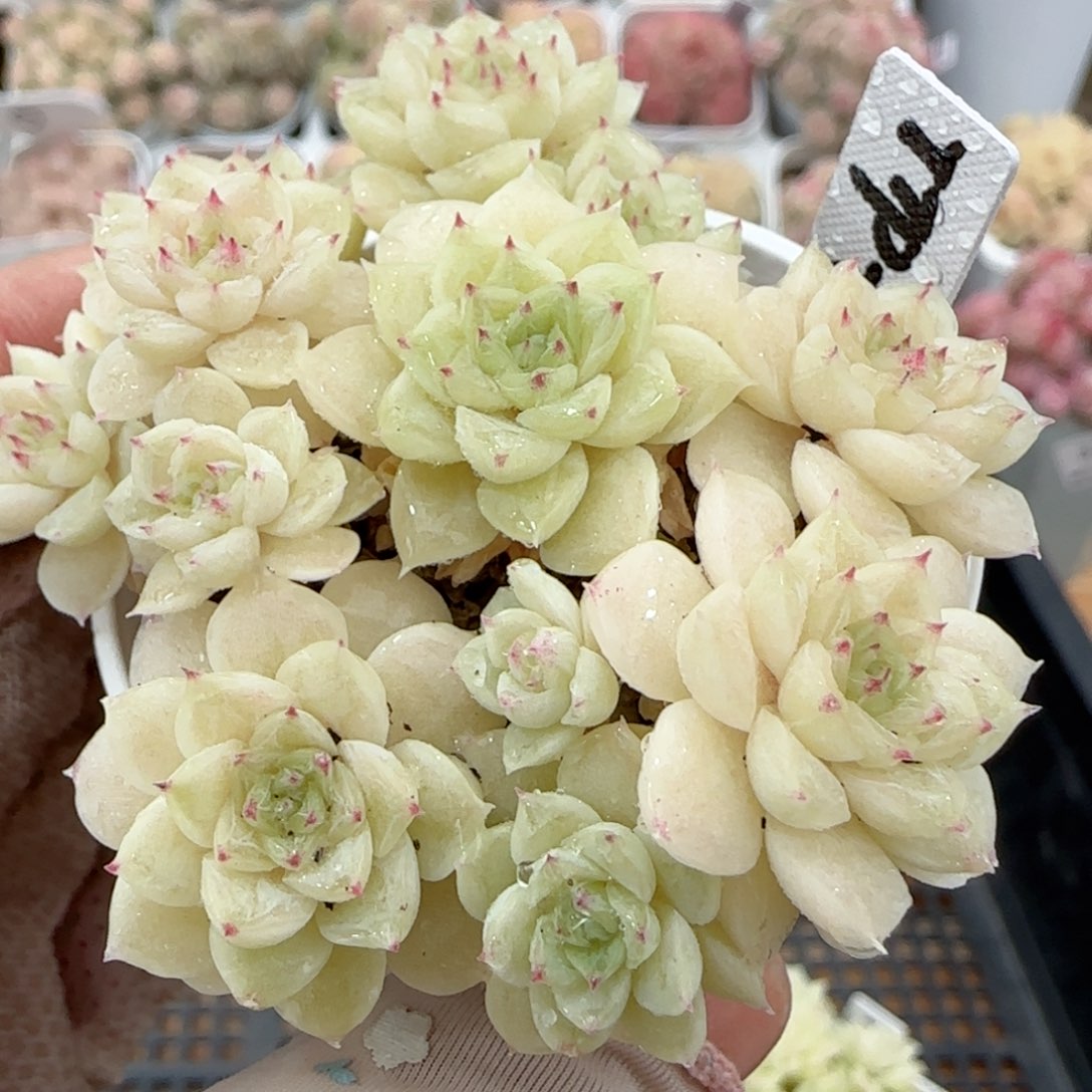 【闪购商品】0126-39（ttp-84）