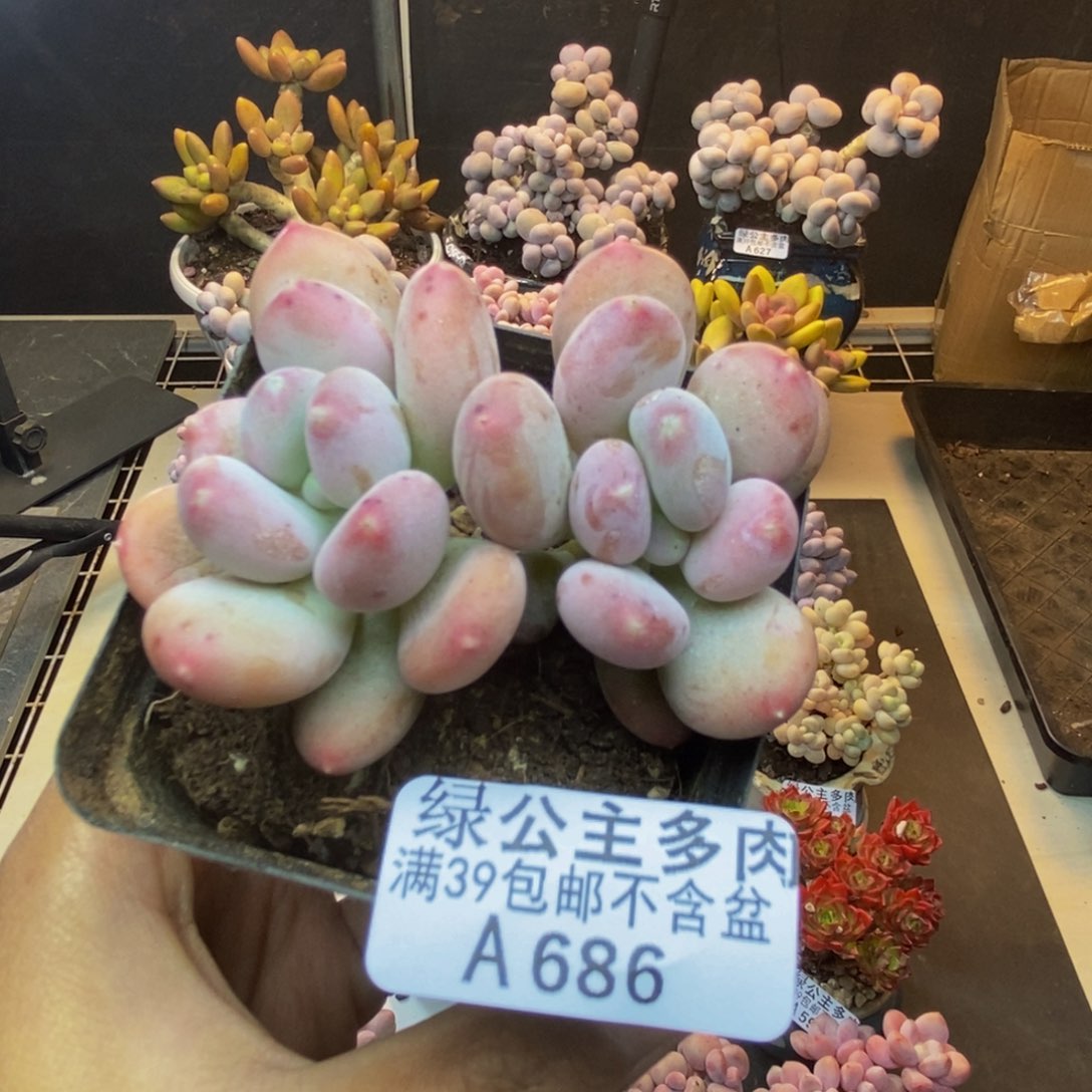 686稻田姬多肉7c m
