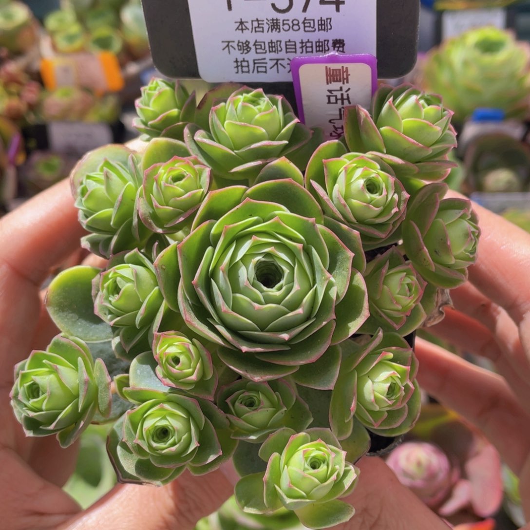 童话气球新年福利574一物一拍