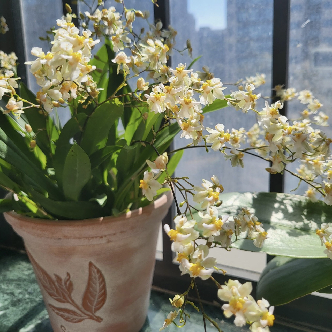 【二十支花剑起（特A）】罗曼香梦香兰盆栽清香花卉多年生室内易养护