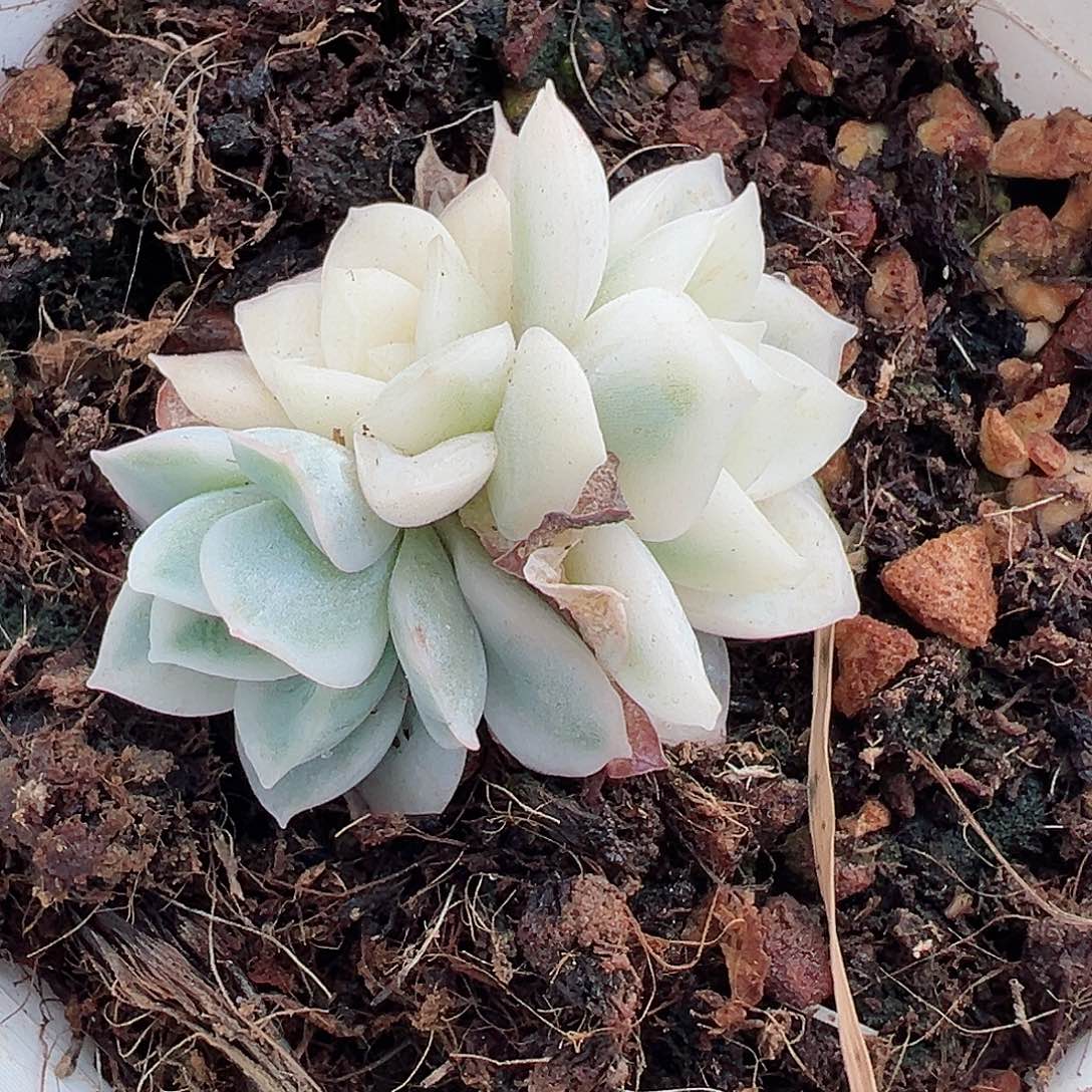 月亮仙子锦底座，有宽覆轮锦