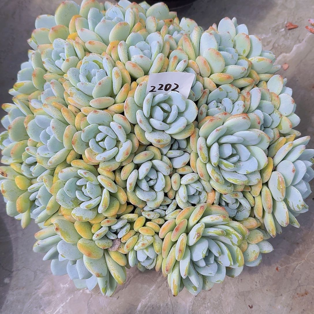 Z***L2202冷香多肉植物