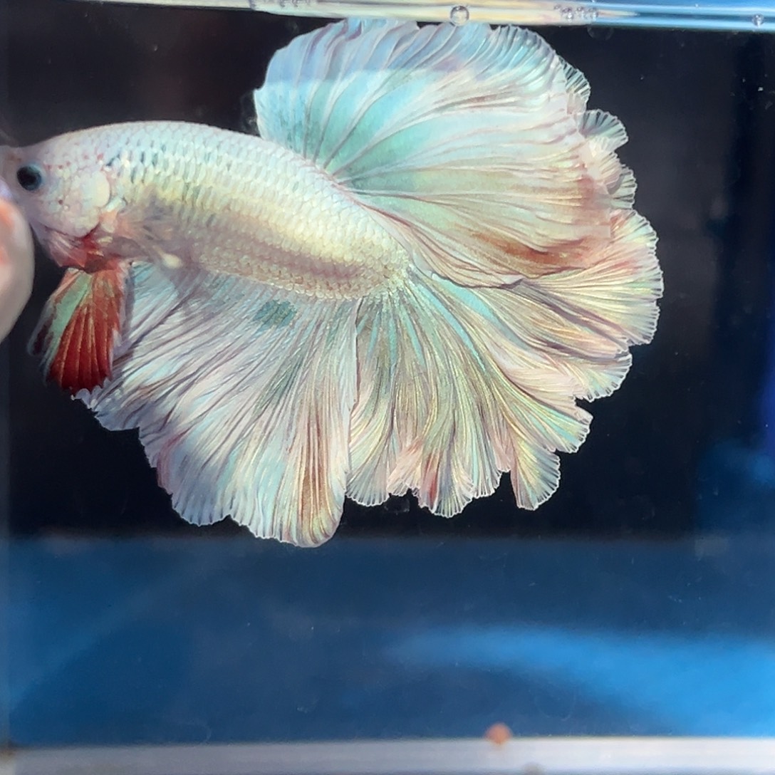 斗鱼54号浅色彩虹花瓣促销价