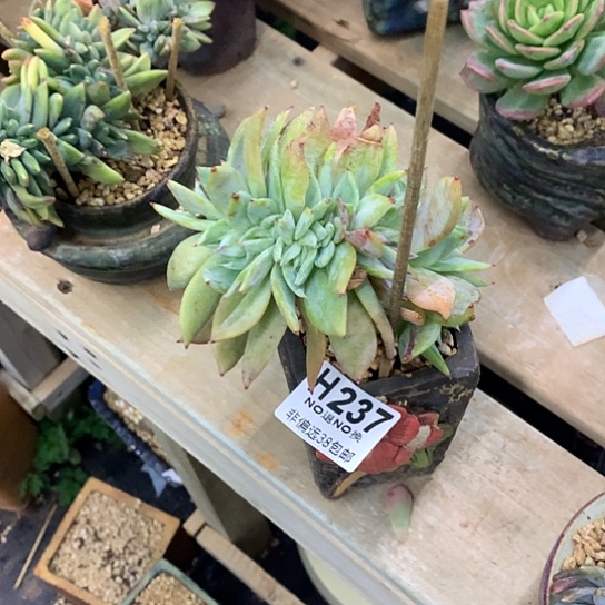 A***牛烟火缀化237 亏本处理退款拉黑7-8天发货