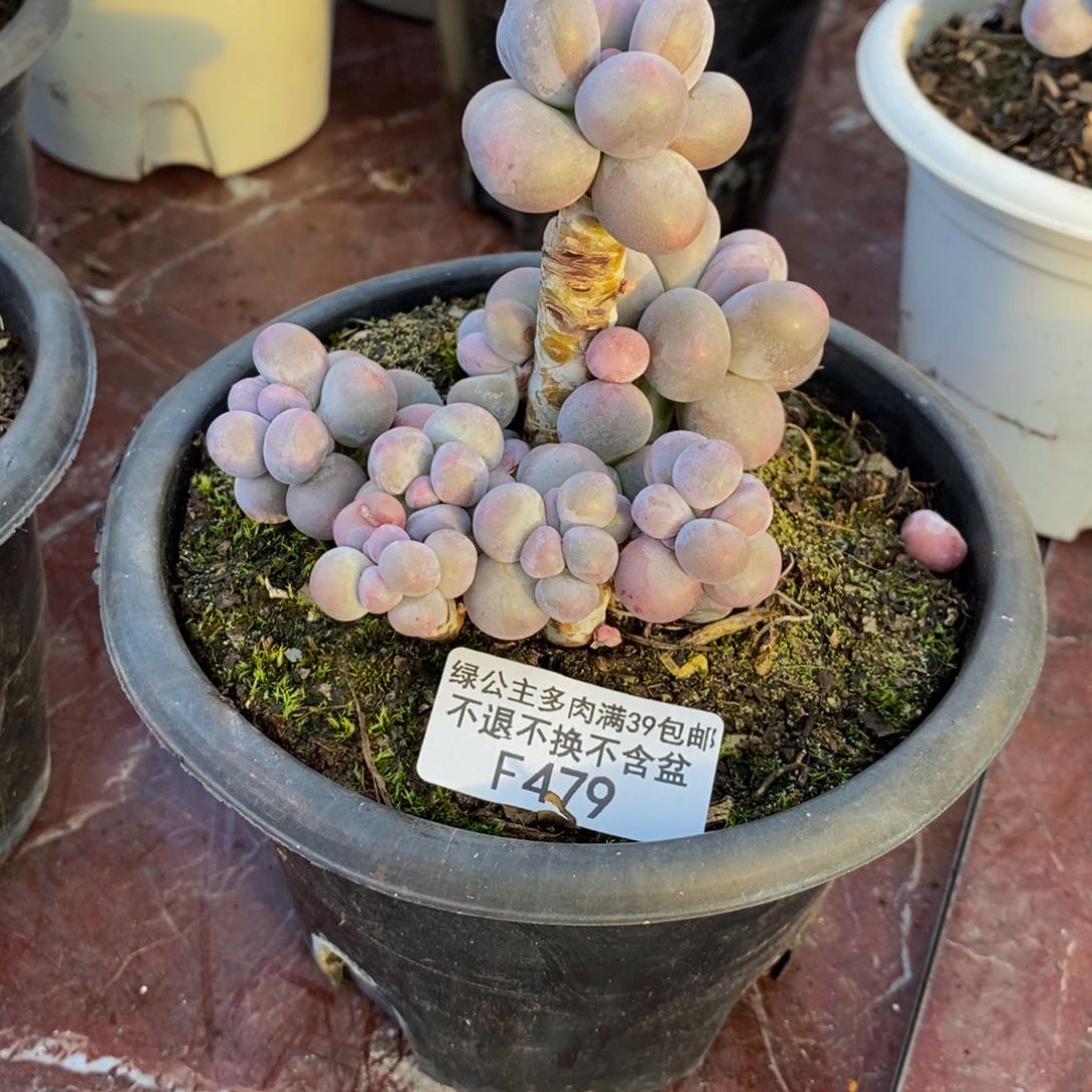 479香水手指奶多肉8c m