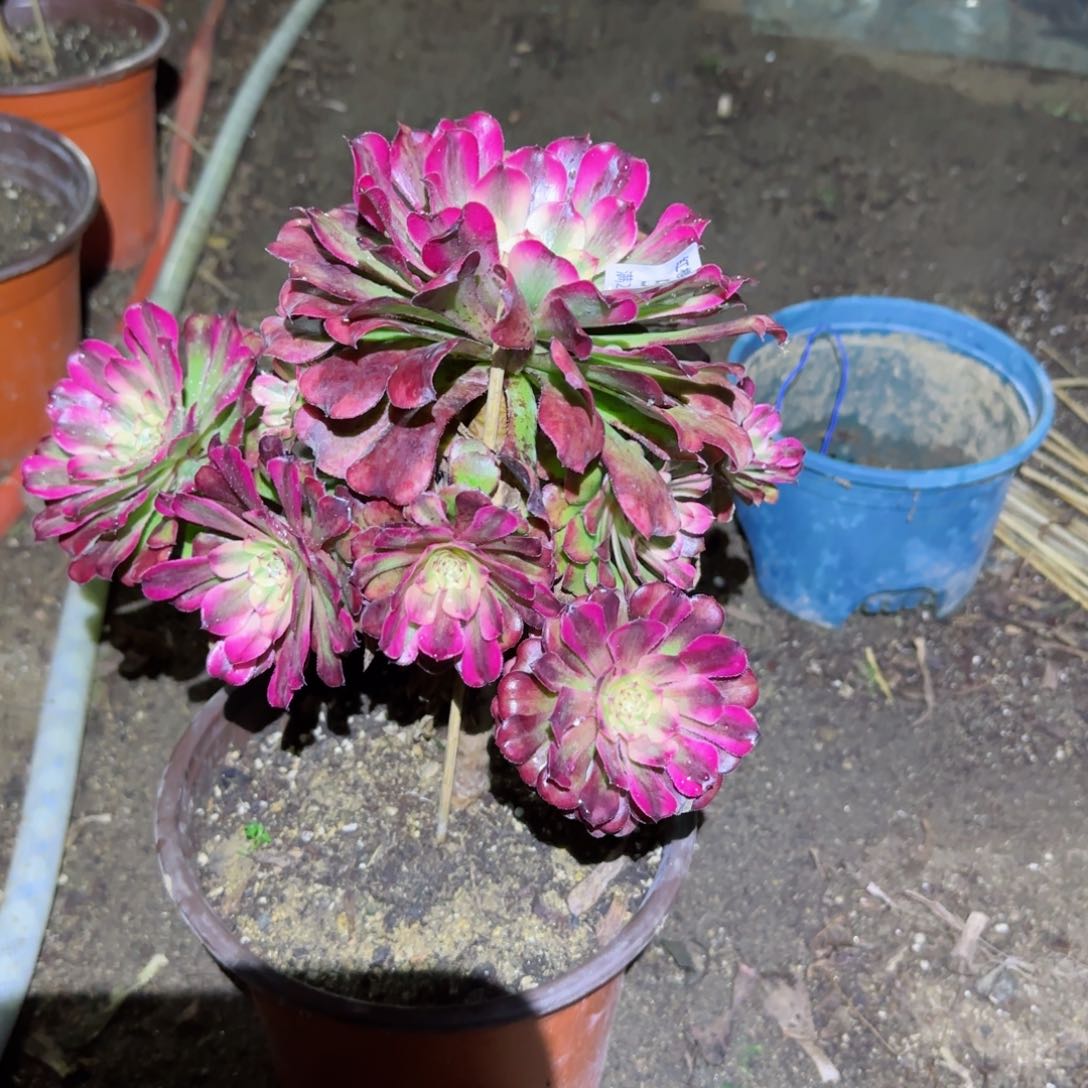 舞天姬法师多肉544