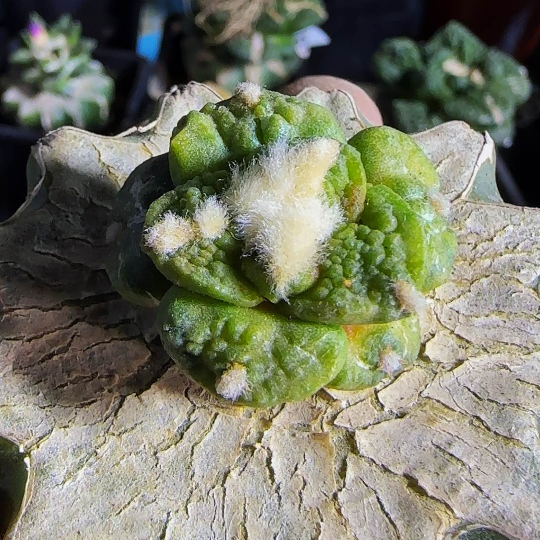 龟甲锦712仙人球开花