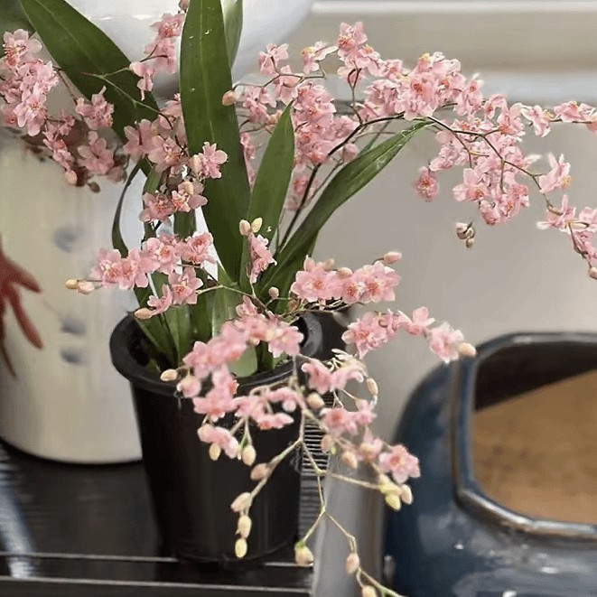 【粉色梦香兰】梦香兰（5-8支）多年生室内阳台易养护清香花卉