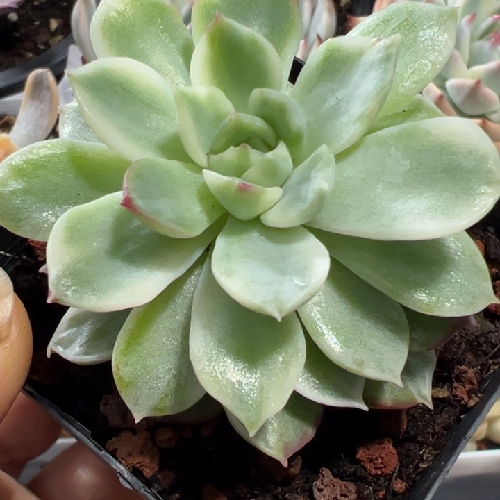 麦秆锦多肉植物1834