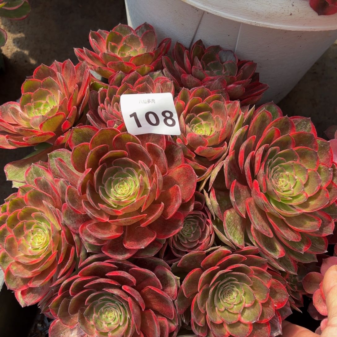 108多肉植物莲花座