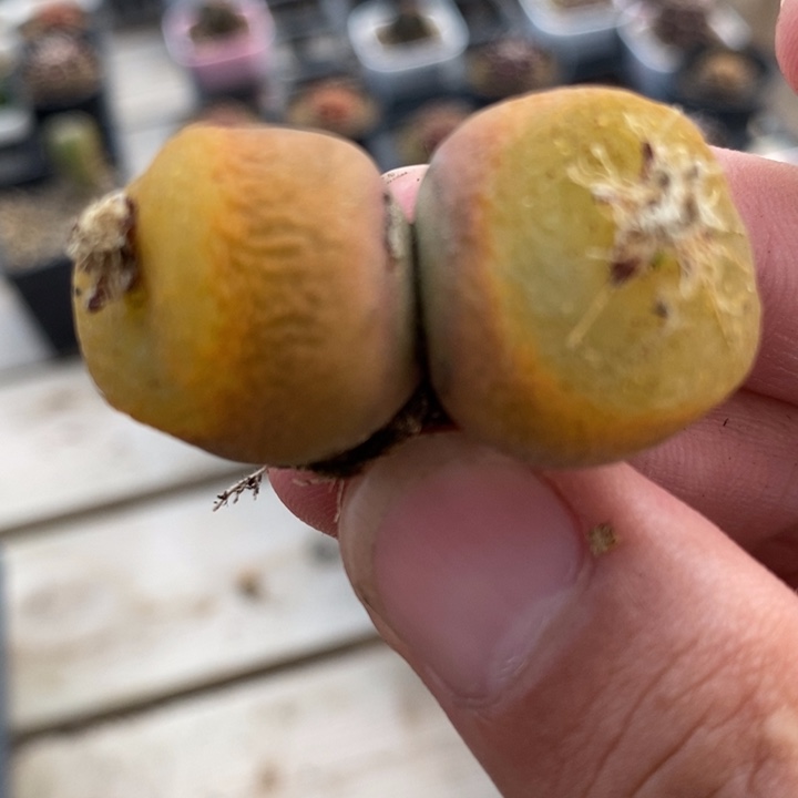 2281一颗一颗一颗