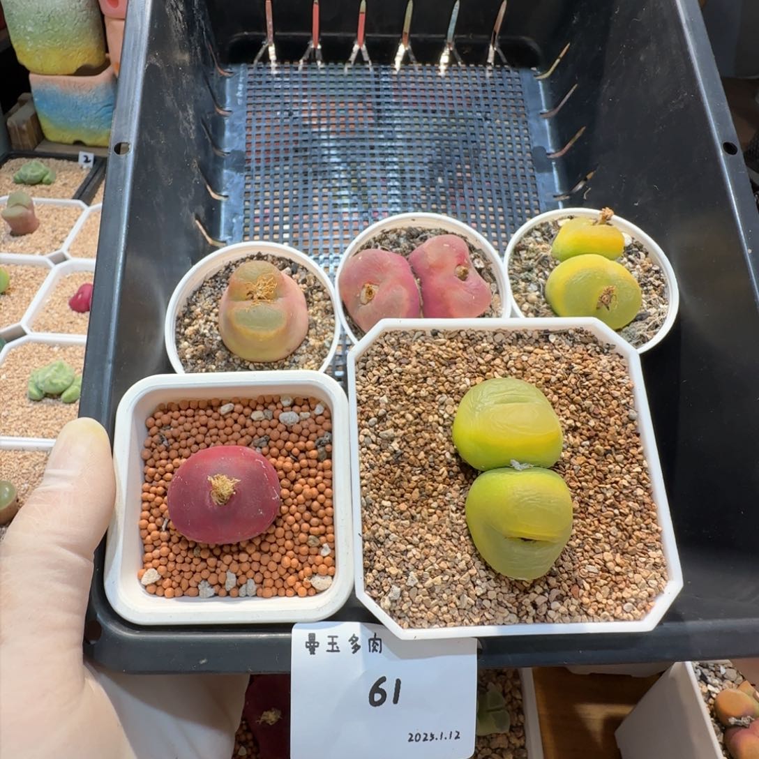 我***名多肉多肉多肉1.12-061第一名