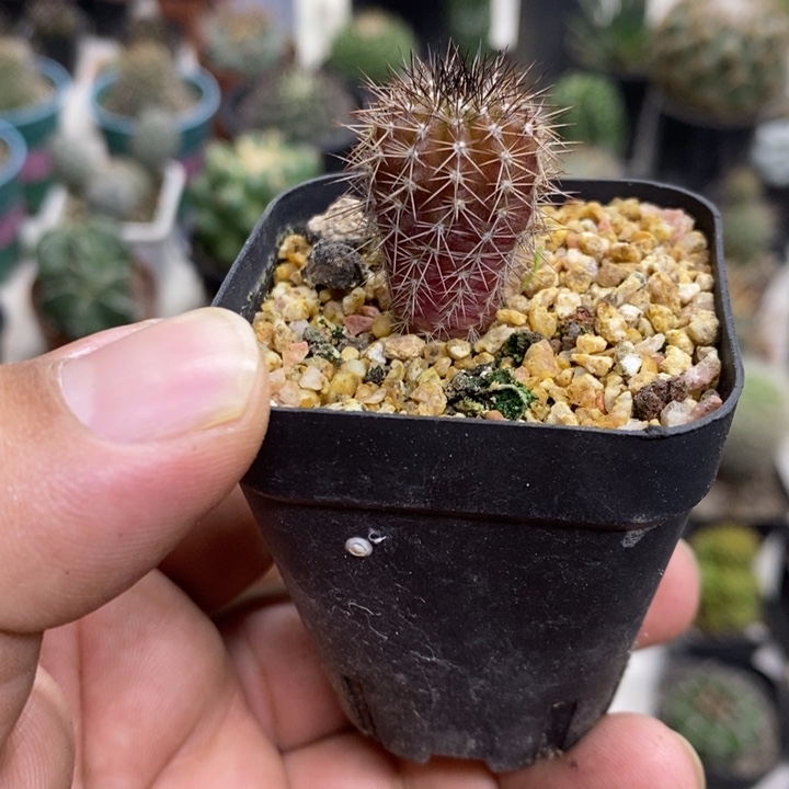 实生紫皮尤博球特价