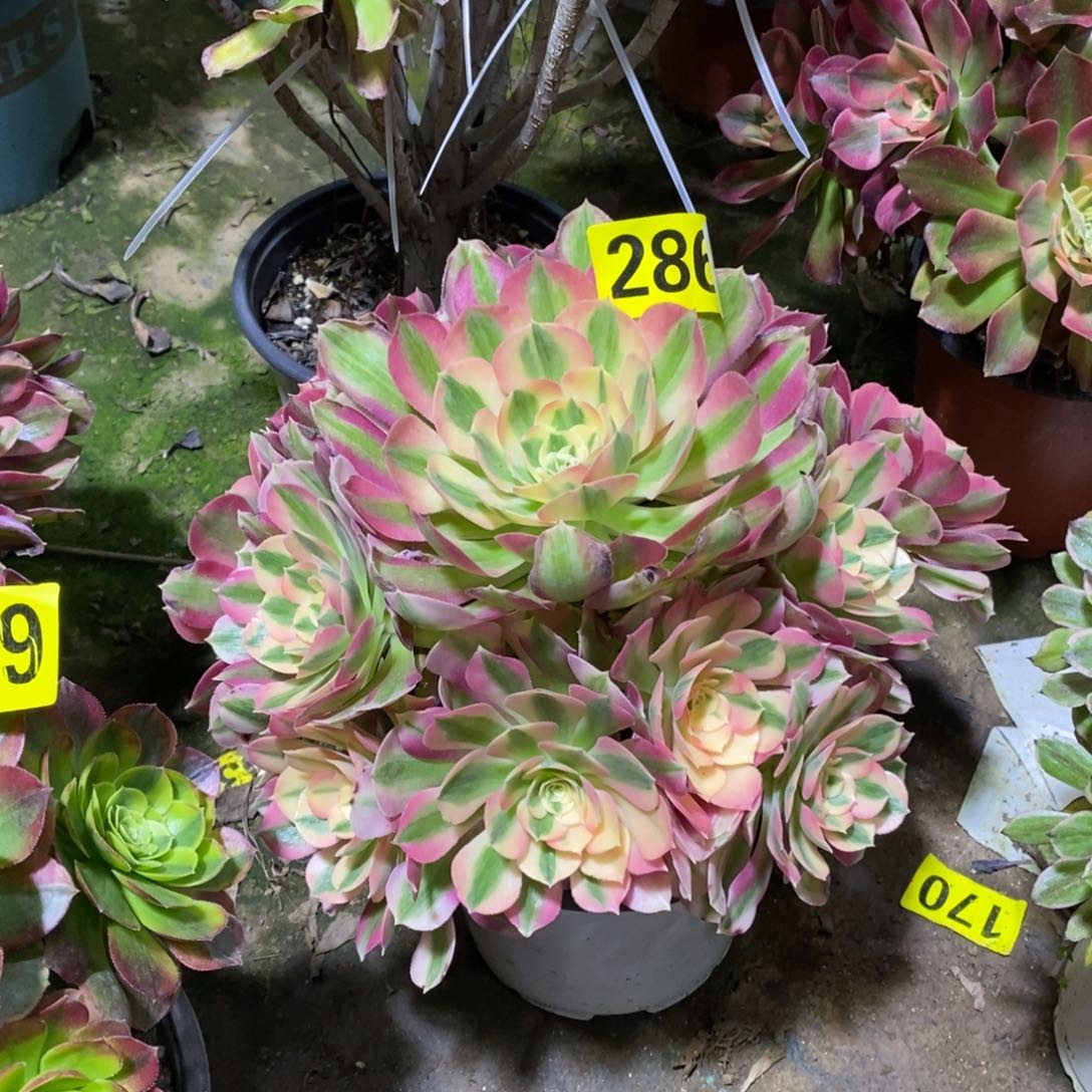 粉女巫多肉法师286