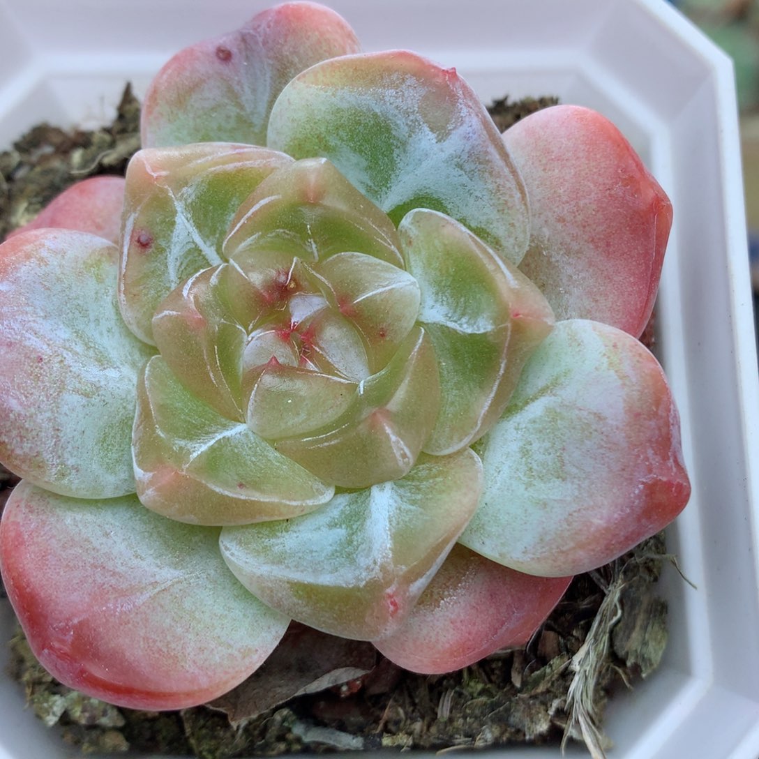 58包邮 群生不包整10