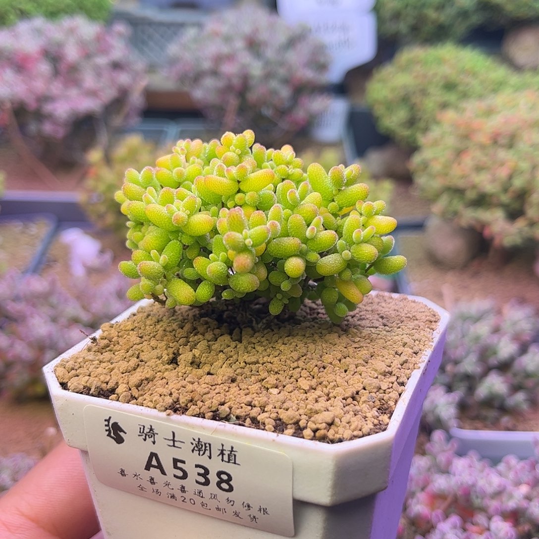 538金桔糖球枝干多肉