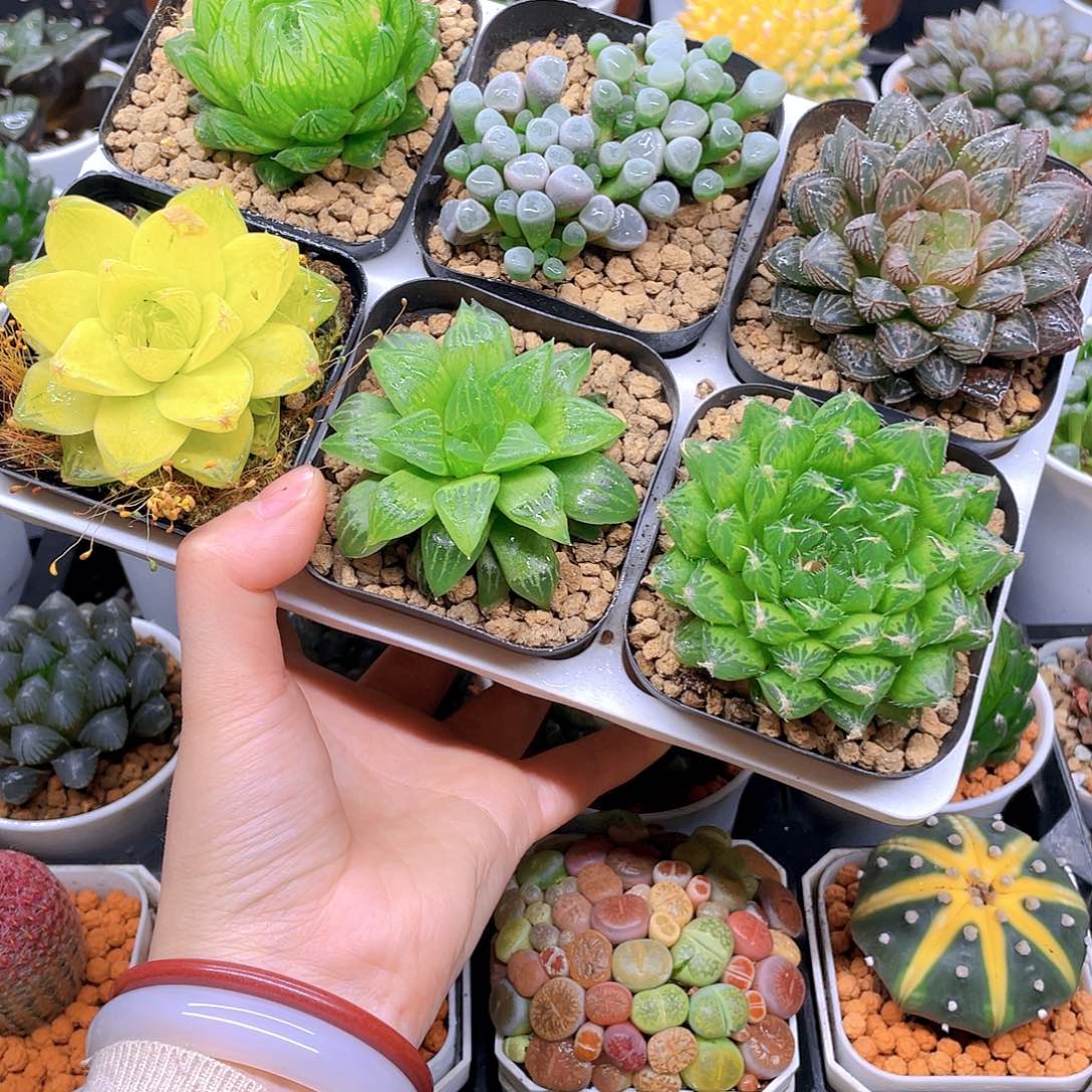 玉露六件套多肉，原盆