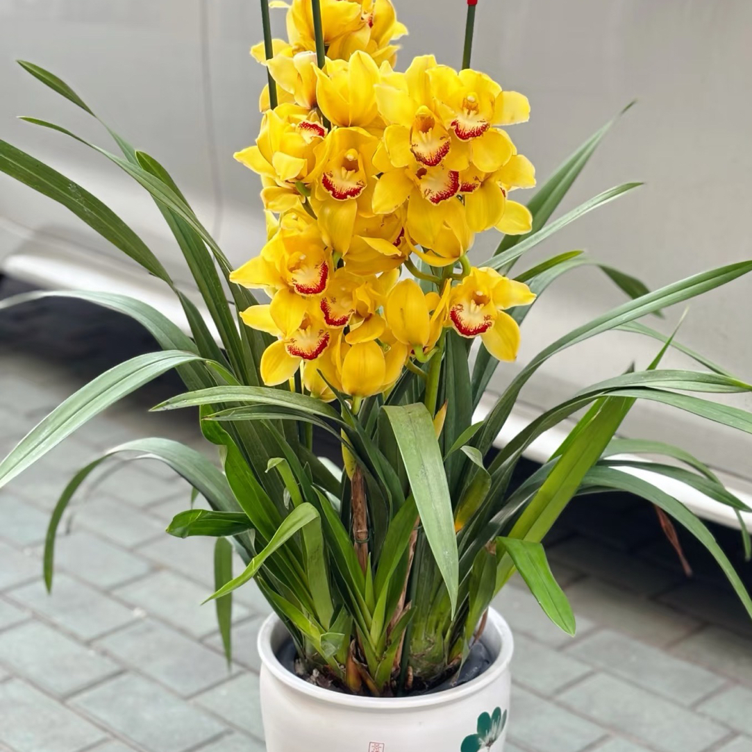 年销花【黄金岁月】直兰带花苞花期长四季常青花卉盆栽