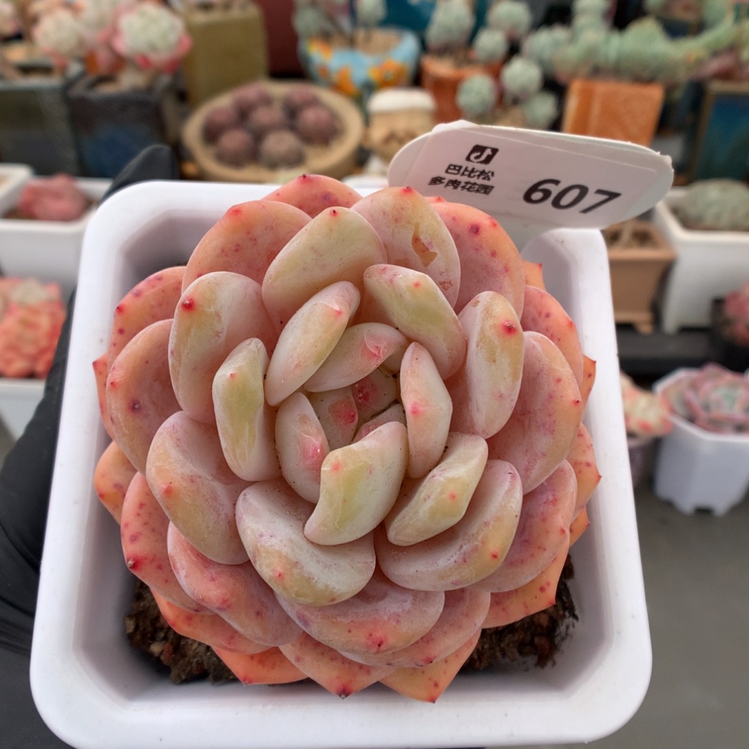 607 黄皮橙多肉多肉