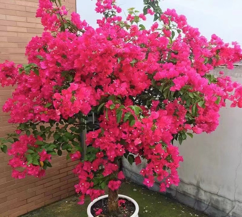 重瓣怡景三角梅勤花爬藤绿植盆栽室内外耐热寒好养易活