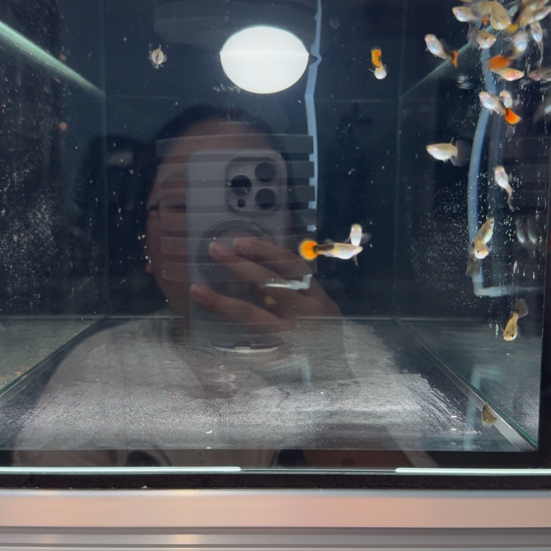 孔雀鱼半礼服小圆尾两个月18条整缸多的算备损