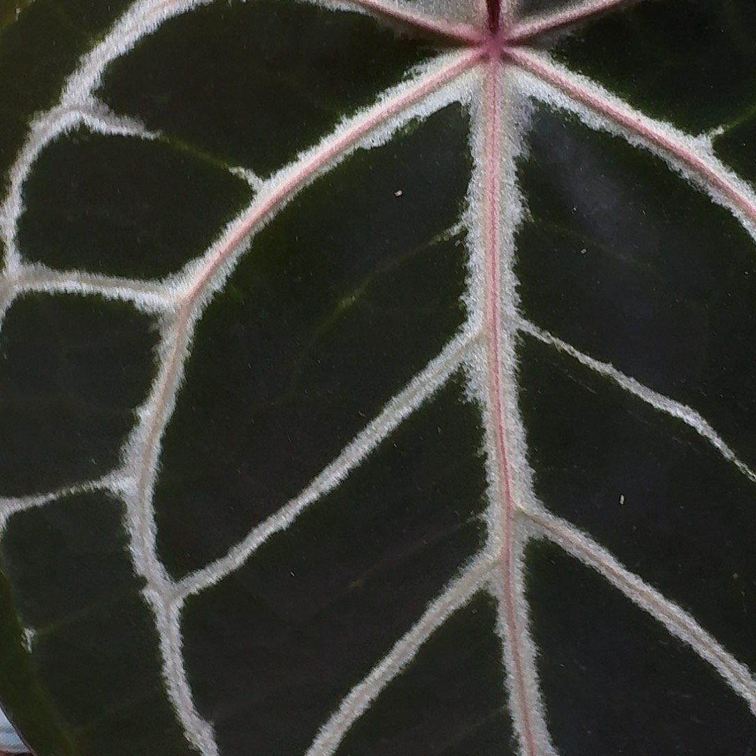 完全开放C72粉柠檬杂红水晶米歇尔