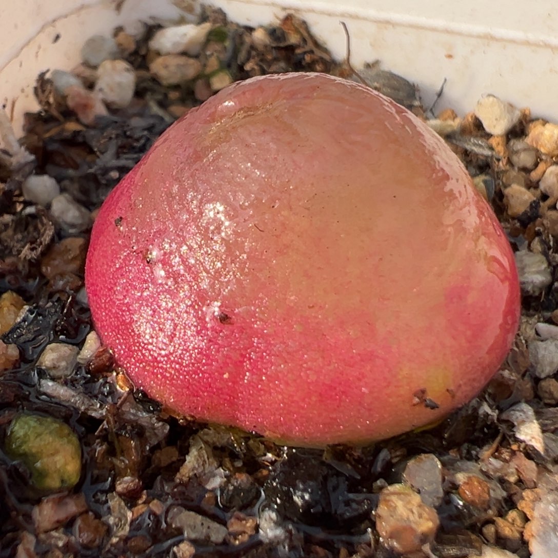 嘿***毛23多肉植物百科植物