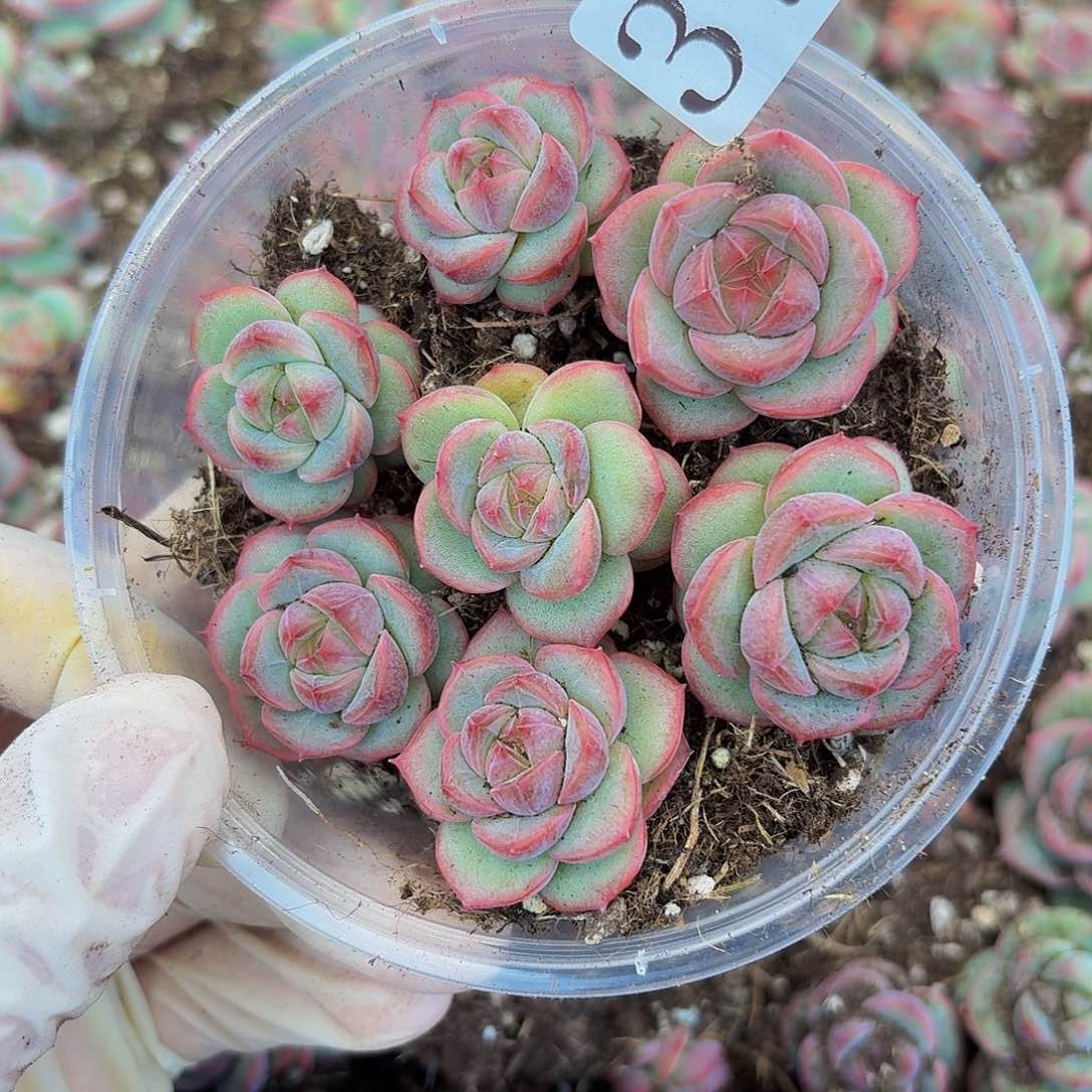 多肉植物多肉植物371